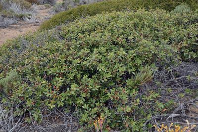 Rhamnaceae: Ceanothus, Redberry, Coffeeberry