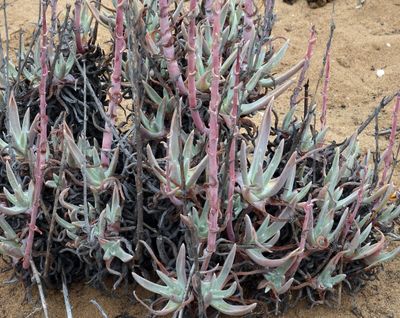 beach plant sp1 2625.JPG