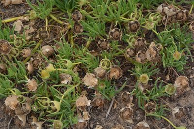 beach plant sp4 2641.JPG