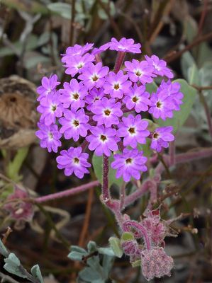 Verbenaceae: Vervain, Verbena