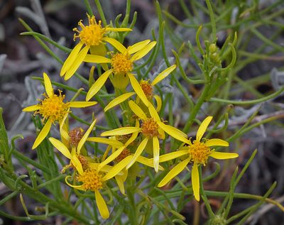 Asteraceae: Composites