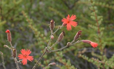 Caryophyllaceae: Pinks, Catchflies, Chickweeds, Sand-spurrey