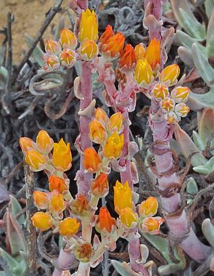 Crassulaceae/Stonecrop Family: Pygmy Weed, Dudleya