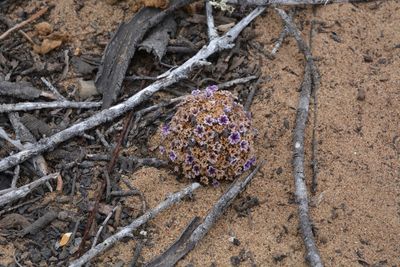 Boraginaceae: Fiddlenecks, Heliotrope, Hound's-tongue, Nemophila, Popcorn Flower, Phacelia