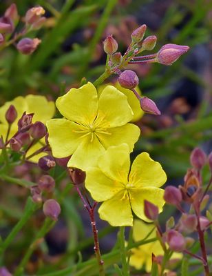 Cistaceae: Rock-roses, Rush-roses