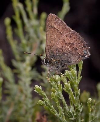 Lycaenidae: Coppers and Hairstreaks
