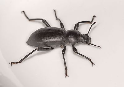 Tenebrionidae: Darkling Beetles