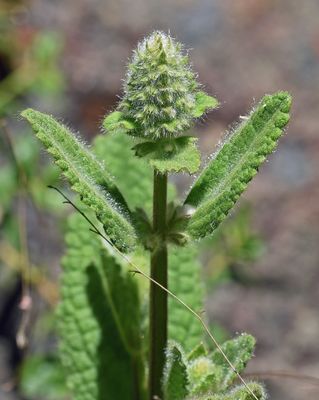 Urticaceae: Nettles