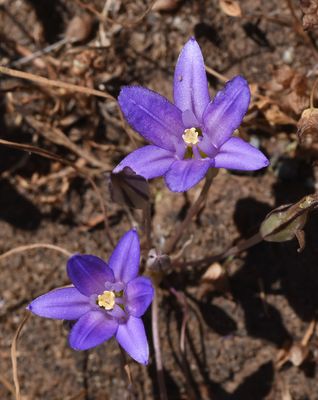 Themidaceae: Dicholestema, Brodiaea, Muilla, Triteleia