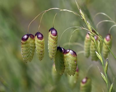 Poaceae: Grass Family