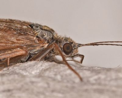 Caddisfly