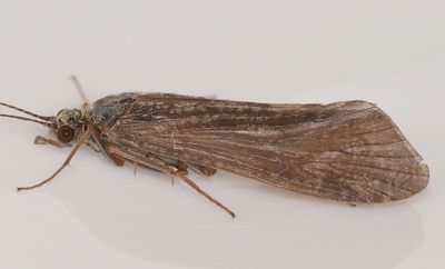 Caddisfly