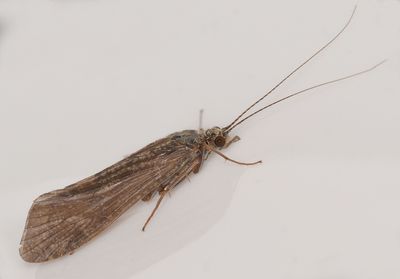 Caddisfly