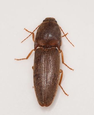Elateridae: Click Beetles