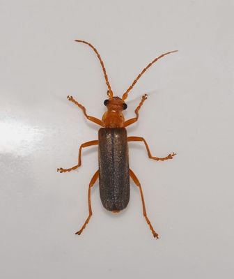Soldier Beetle, Podabrus