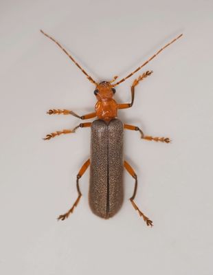 Cantharidae: Soldier Beetles