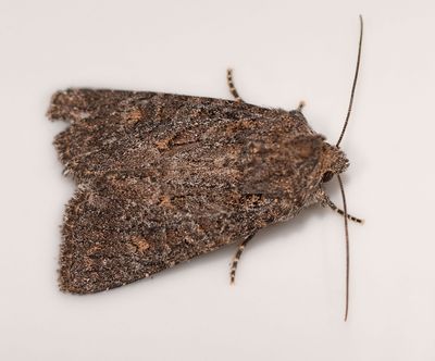 Owlet Moth 2113.JPG