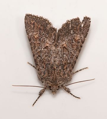 Owlet Moth 2123.jpg