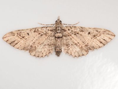 Geometrid Moth, Eupithecia sp 2670.JPG