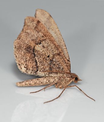 Geometrid Moth, Macaria marcescaria H 6323 2030.JPG