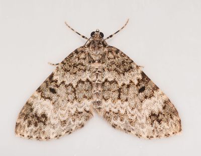 Geometrid Moth, Spargania magnoliata 2665.JPG