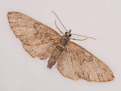 Geometrid Moth, tribe Eupitheciini 2138.JPG