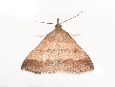 Litter Moth, Tetanolita palligera, Hodges 8367, male 2105.JPG