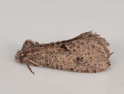 Tubeworm Moth, Acrolophus 2614.JPG