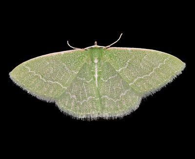 Wavy-lined Emerald, Synchlora aerata, Hodges 7058, female 2350.JPG