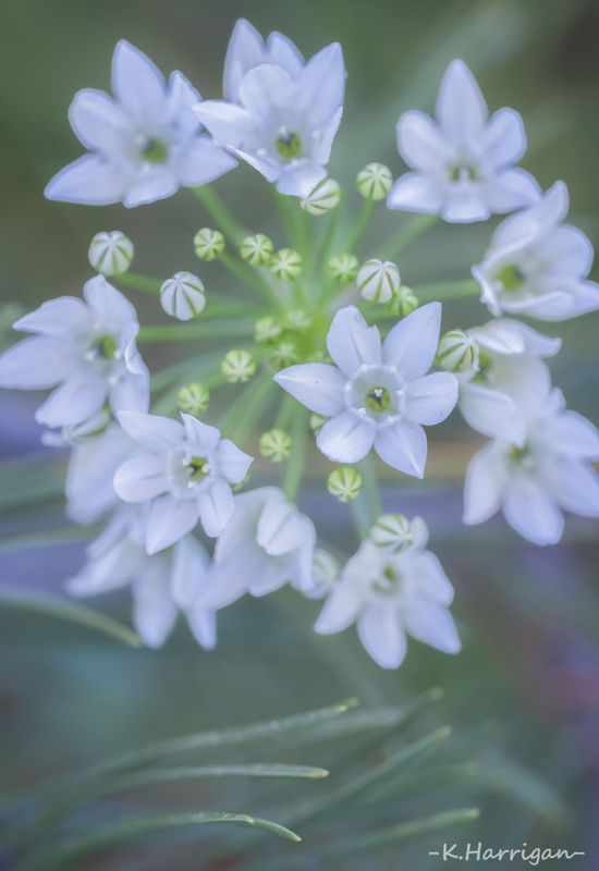 Brodiaea in White
