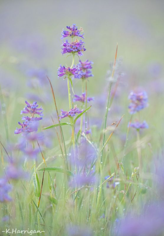 Meadow penstemon