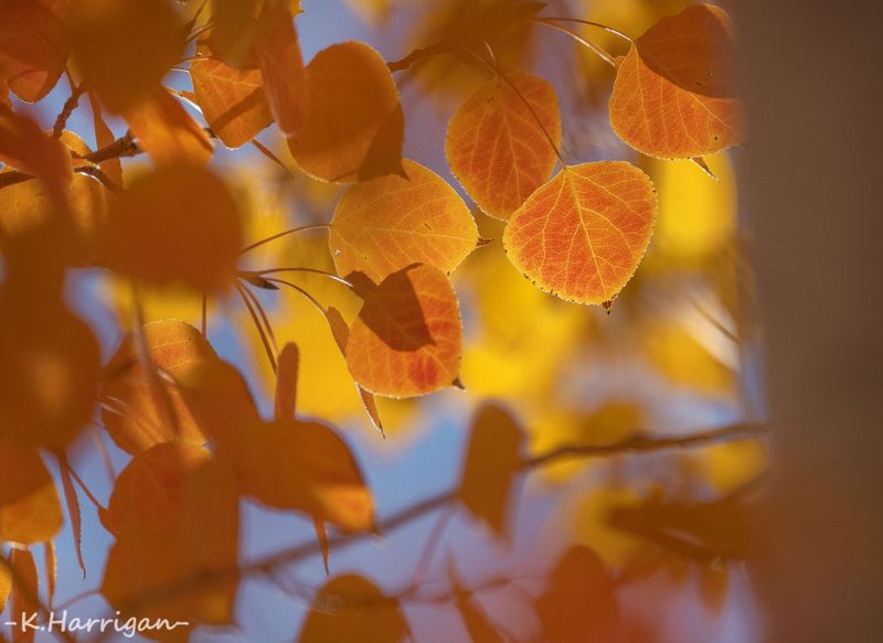 The Fall Collection