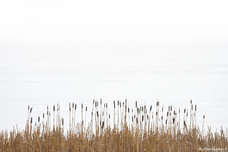 Waiting for Spring...