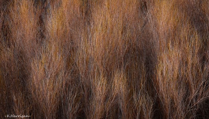 Evening light across spring willows