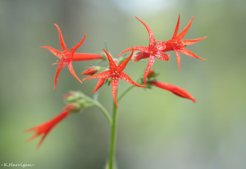 Scarlet Gilia