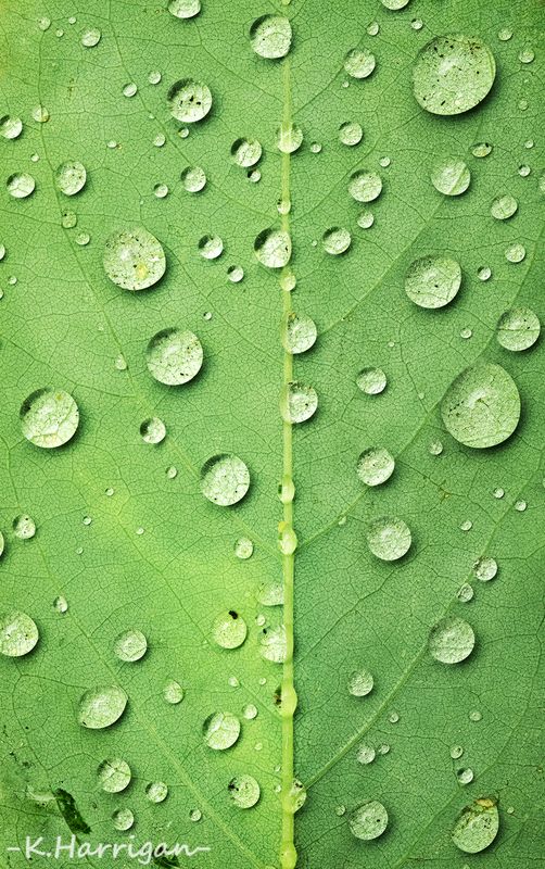 Summer Rain