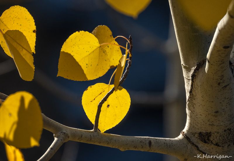 Blue and Gold