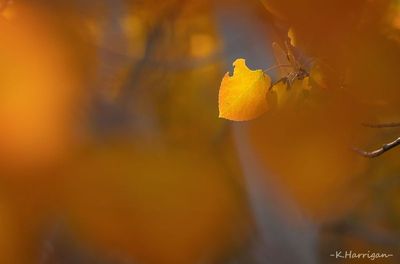 Autumn's Muse