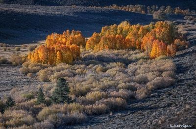 Color Cirque