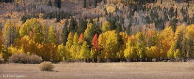 Fall Line