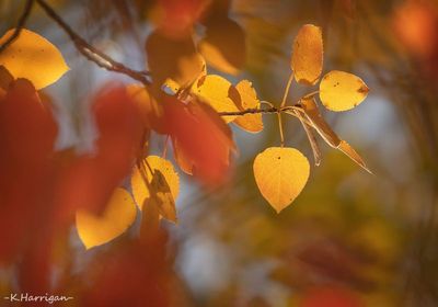 Red on Yellow