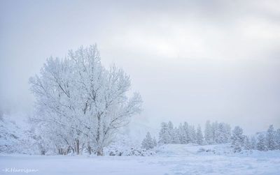 Cottonwoods in Pogonip