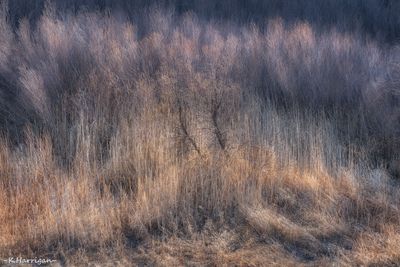 Willows, Grasses, and Reeds