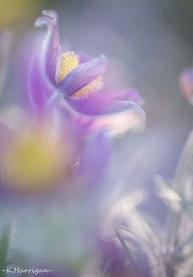 Pasque Flower
