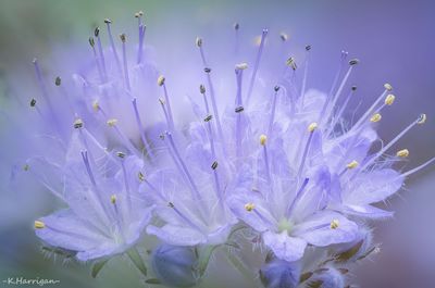 Waterleaf phacelia