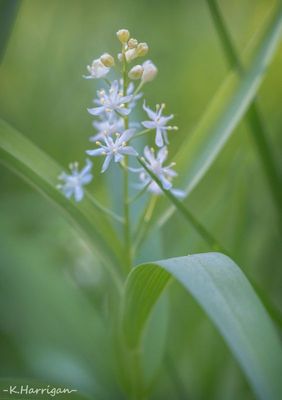 Starry False Solomon's Seal
