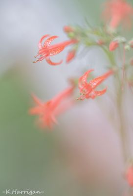 Sierra Wildflowers - Red