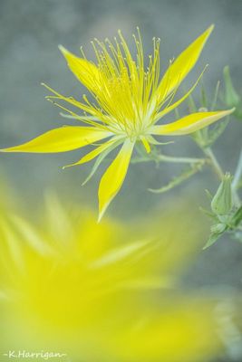 Sierra Wildflowers - Yellow