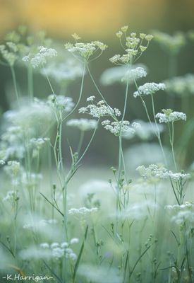 Green on Gold II