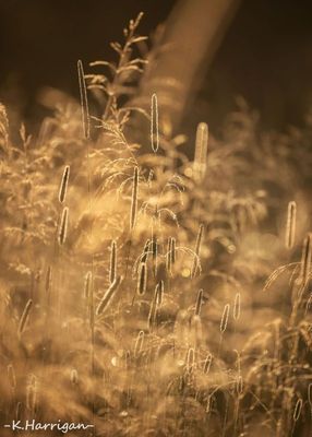 Grasses and Awns